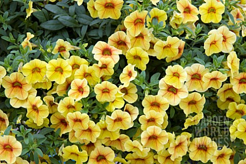 CALIBRACHOA_ALOHA_KONA_PINEAPPLE