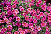 CALIBRACHOA ALOHA KONA HOT PINK