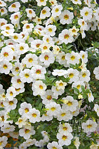 CALIBRACHOA_ALOHA_MILK_AND_HONEY