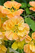 NASTURTIUM DOUBLE DELIGHT APRICOT