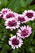 OSTEOSPERMUM FLOWER POWER DOUBLE BERRY WHITE