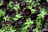 PETUNIA SWEETUNIA BLACK SATIN