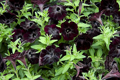 PETUNIA_SWEETUNIA_BLACK_SATIN