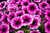 PETUNIA SWEETUNIA GRAPE ICE