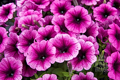 PETUNIA_SWEETUNIA_GRAPE_ICE