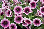 PETUNIA SWEETUNIA MYSTERY