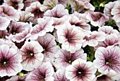 PETUNIA POTUNIA PLUS BLACKBERRY ICE