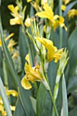 CANNA RA