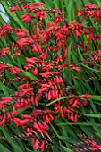 CROCOSMIA EMBERGLOW