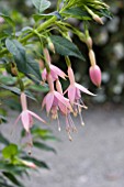 FUCHSIA WHITEKNIGHTS BLUSH