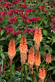 KNIPHOFIA ROYAL STANDARD & MONARDA GARDENVIEW SCARLET