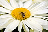 LEUCANTHEMUM BRIGHT LIGHTS AND HOVERFLY