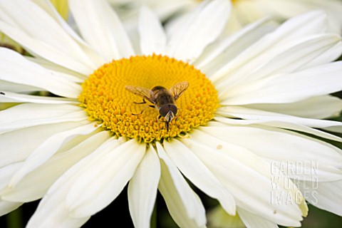 LEUCANTHEMUM_BRIGHT_LIGHTS_AND_HOVERFLY