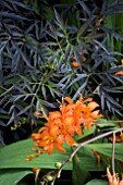 SAMBUCUS EVA AND CROCOSMIA