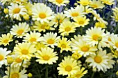 ARGYRANTHEMUM LIMERO