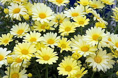 ARGYRANTHEMUM_LIMERO