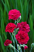 DIANTHUS DEVON MAGIC