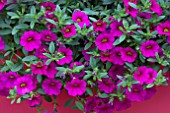 CALIBRACHOA MILLION BELLS BRILLIANT PINK