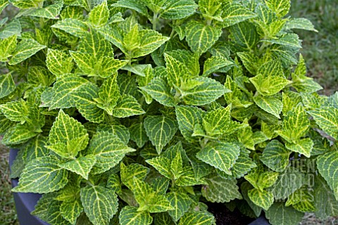 COLEUS_ELECTIC_LIME