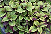 COLEUS HONEY CRISP