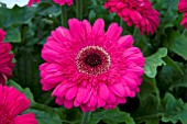 GERBERA MOUNT RUSHMORE