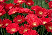 GERBERA GARVINEA RED