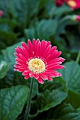 GERBERA GARVINEA SOPHIE