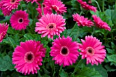 GERBERA GARVINEA SWEET LOLLIPOP