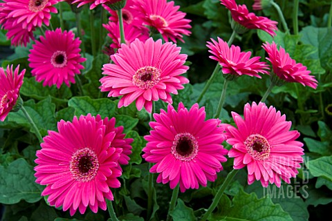 GERBERA_GARVINEA_SWEET_LOLLIPOP