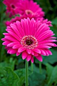 GERBERA GARVINEA SWEET LOLLIPOP