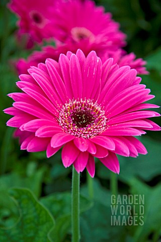 GERBERA_GARVINEA_SWEET_LOLLIPOP