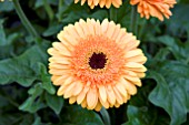 PATIO GERBERA GREAT SMOKY MOUNTAIN