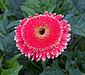 PATIO GERBERA OLYMPIC