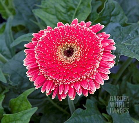 PATIO_GERBERA_OLYMPIC