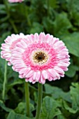 PATIO GERBERA PACIFIC RIM