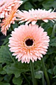 PATIO GERBERA SARATOGA