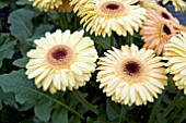 PATIO GERBERA ZION