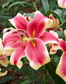 LILIUM AFRICAN LADY