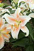 LILIUM SALMON STAR