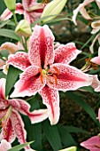 LILIUM TIGER WOODS