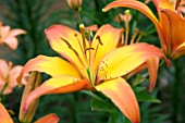 LILIUM LINDA