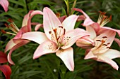 LILIUM ROSELAS DREAM