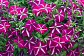 PETUNIA DESIGNER PURPLE FLASH