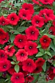 PETUNIA SURFINIA DEEP RED