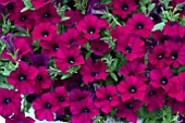 PETUNIA SURFINIA DARK PURPLE MINI