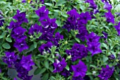 PETUNIA SURFINIA DOUBLE BLUE STAR