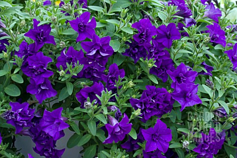 PETUNIA_SURFINIA_DOUBLE_BLUE_STAR