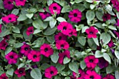 PETUNIA SURFINIA DEEP PURPLE MINI