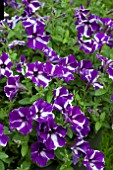 PETUNIA VIVA BLUE STARDUST