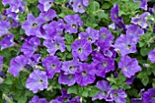 PETUNIA VIVA SKY BLUE